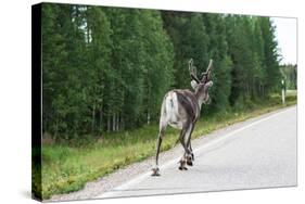 Reindeer on the Road. Northern Finland-perszing1982-Stretched Canvas