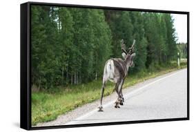 Reindeer on the Road. Northern Finland-perszing1982-Framed Stretched Canvas