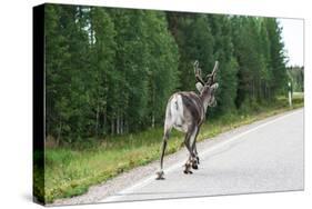 Reindeer on the Road. Northern Finland-perszing1982-Stretched Canvas