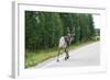 Reindeer on the Road. Northern Finland-perszing1982-Framed Photographic Print