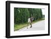 Reindeer on the Road. Northern Finland-perszing1982-Framed Photographic Print