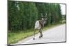 Reindeer on the Road. Northern Finland-perszing1982-Mounted Photographic Print