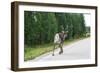 Reindeer on the Road. Northern Finland-perszing1982-Framed Photographic Print