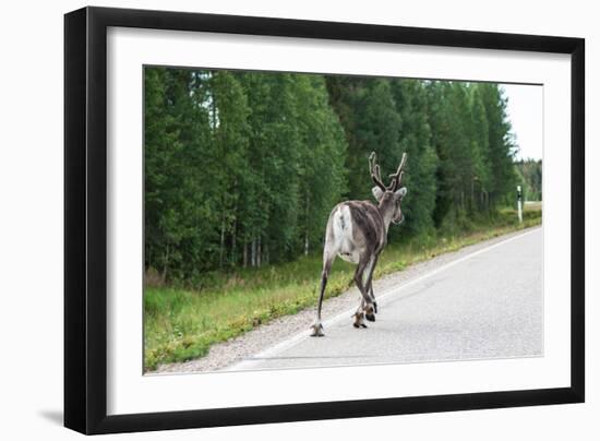 Reindeer on the Road. Northern Finland-perszing1982-Framed Photographic Print