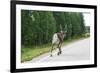 Reindeer on the Road. Northern Finland-perszing1982-Framed Photographic Print