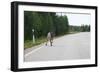 Reindeer on the Road. Northern Finland-perszing1982-Framed Photographic Print