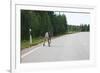 Reindeer on the Road. Northern Finland-perszing1982-Framed Photographic Print