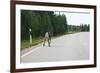 Reindeer on the Road. Northern Finland-perszing1982-Framed Photographic Print