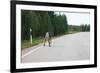 Reindeer on the Road. Northern Finland-perszing1982-Framed Photographic Print