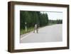 Reindeer on the Road. Northern Finland-perszing1982-Framed Photographic Print