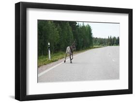 Reindeer on the Road. Northern Finland-perszing1982-Framed Photographic Print