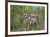 Reindeer on the Road. Northern Finland-perszing1982-Framed Photographic Print