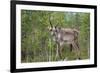 Reindeer on the Road. Northern Finland-perszing1982-Framed Photographic Print