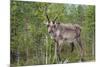 Reindeer on the Road. Northern Finland-perszing1982-Mounted Photographic Print