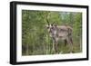 Reindeer on the Road. Northern Finland-perszing1982-Framed Photographic Print