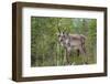 Reindeer on the Road. Northern Finland-perszing1982-Framed Photographic Print