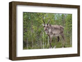 Reindeer on the Road. Northern Finland-perszing1982-Framed Photographic Print