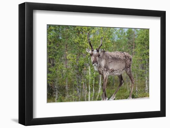 Reindeer on the Road. Northern Finland-perszing1982-Framed Photographic Print