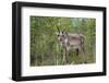 Reindeer on the Road. Northern Finland-perszing1982-Framed Photographic Print