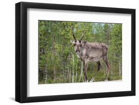 Reindeer on the Road. Northern Finland-perszing1982-Framed Photographic Print