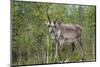 Reindeer on the Road. Northern Finland-perszing1982-Mounted Photographic Print