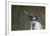 Reindeer Portrait-nerkz-Framed Photographic Print