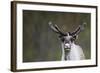 Reindeer Portrait-nerkz-Framed Photographic Print