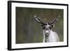 Reindeer Portrait-nerkz-Framed Photographic Print