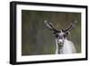 Reindeer Portrait-nerkz-Framed Photographic Print