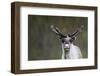 Reindeer Portrait-nerkz-Framed Photographic Print