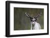 Reindeer Portrait-nerkz-Framed Photographic Print