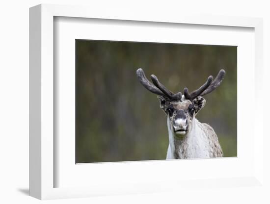 Reindeer Portrait-nerkz-Framed Photographic Print