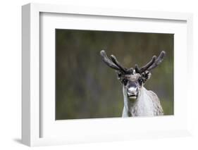 Reindeer Portrait-nerkz-Framed Photographic Print