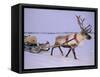 Reindeer, Pulling Sledge, Saami Easter, Norway-Staffan Widstrand-Framed Stretched Canvas