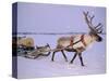 Reindeer, Pulling Sledge, Saami Easter, Norway-Staffan Widstrand-Stretched Canvas