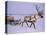 Reindeer, Pulling Sledge, Saami Easter, Norway-Staffan Widstrand-Stretched Canvas
