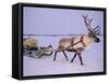 Reindeer, Pulling Sledge, Saami Easter, Norway-Staffan Widstrand-Framed Stretched Canvas