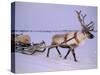 Reindeer, Pulling Sledge, Saami Easter, Norway-Staffan Widstrand-Stretched Canvas