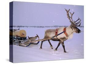 Reindeer, Pulling Sledge, Saami Easter, Norway-Staffan Widstrand-Stretched Canvas
