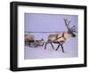 Reindeer, Pulling Sledge, Saami Easter, Norway-Staffan Widstrand-Framed Premium Photographic Print