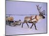 Reindeer, Pulling Sledge, Saami Easter, Norway-Staffan Widstrand-Mounted Premium Photographic Print