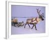 Reindeer, Pulling Sledge, Saami Easter, Norway-Staffan Widstrand-Framed Photographic Print