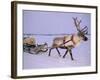 Reindeer, Pulling Sledge, Saami Easter, Norway-Staffan Widstrand-Framed Photographic Print