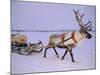 Reindeer, Pulling Sledge, Saami Easter, Norway-Staffan Widstrand-Mounted Photographic Print