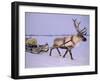 Reindeer, Pulling Sledge, Saami Easter, Norway-Staffan Widstrand-Framed Photographic Print