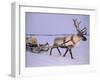 Reindeer, Pulling Sledge, Saami Easter, Norway-Staffan Widstrand-Framed Photographic Print