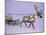 Reindeer, Pulling Sledge, Saami Easter, Norway-Staffan Widstrand-Mounted Photographic Print
