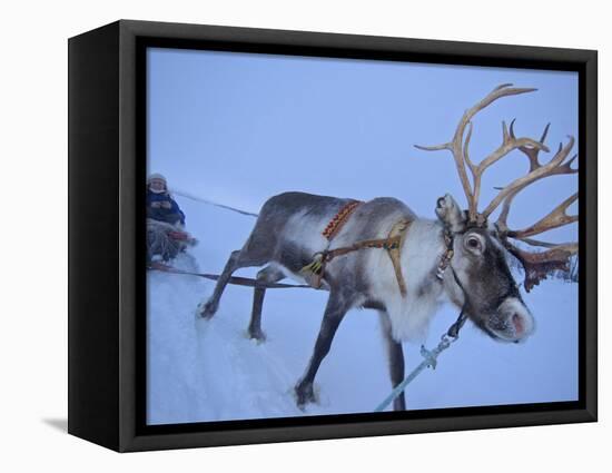 Reindeer Pulling Sledge, Stora Sjofallet National Park, Lapland, Sweden-Staffan Widstrand-Framed Stretched Canvas