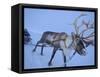 Reindeer Pulling Sledge, Stora Sjofallet National Park, Lapland, Sweden-Staffan Widstrand-Framed Stretched Canvas