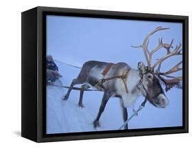 Reindeer Pulling Sledge, Stora Sjofallet National Park, Lapland, Sweden-Staffan Widstrand-Framed Stretched Canvas
